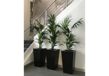 Quality Office Plants Melbourne | Inscape Indoor Plant Hire