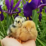 Chicks & fertile eggs