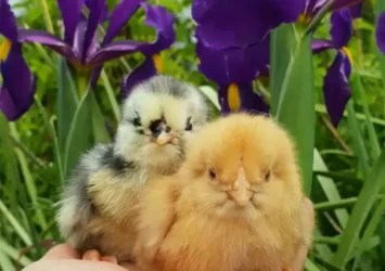 Chicks & fertile eggs