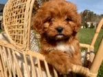 TOY CAVOODLE PUPS - 1st Gen (F1) 3 Yr Health Guarantee