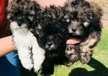 Maltese Shih Tzu x Toy Poodle Puppies