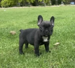Best French bulldog Puppies near me - Berkshire Park
