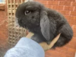 Best BABY FEMALE PURE BREED MINI LOP RABBITS FOR SALE near me - Wynn Vale SA
