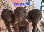 Small TOY POODLES ,PUREBRED, REGISTERED BREEDER, DNA CLEAR, Gold Coast