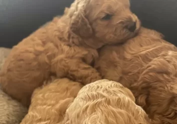 ADORABLE CHRISTMAS TOY CAVOODLE PUPPIES