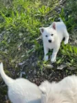 Best White Swiss Shepherd Puppies, ANKC Registered near me - Boyanup