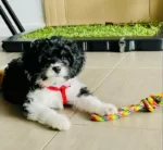Best Cavoodle Puppy near me - Redfern NSW