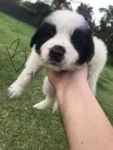 Purebred Border collie Puppies