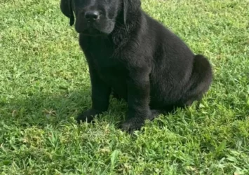 READY NOW PUREBRED BLACK LABRADOR PUPPIES M AND F