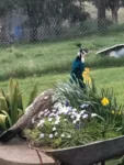 Best Peafowl for Sale near me - Adelaide CBD