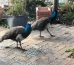 Wanted: Wanted - peahens for rural property.