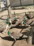 Peacock, Peahens