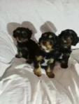 Cavoodles (F1) Male and Female