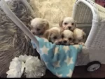 CAVOODLE PUPS , For Xmas