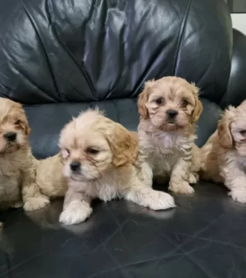 Cavoodle x cavalier King Charles puppies