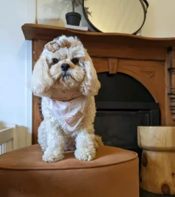 First generation female Cavoodle