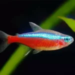 Cardinal Tetra EXCELLENT SIZE - Value for money - Melbourne Tropical