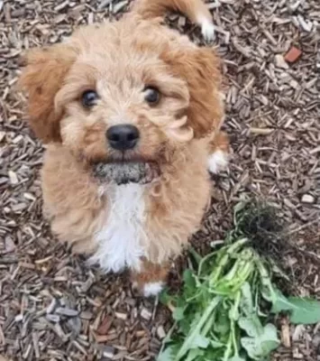 Toy Cavoodles