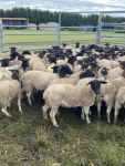 Dorper Ewe lambs(Future Breeders).