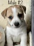 Purebred short haired male Jack Russell puppies