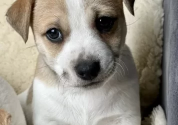 Purebred short haired male Jack Russell puppies
