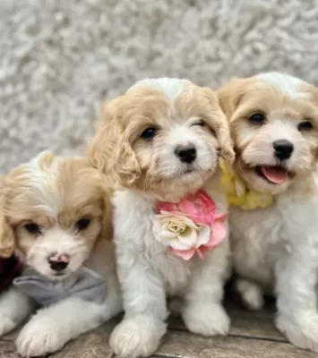 🎀F1 Male Cavachon Bichon x cavalier puppies ready now🎀