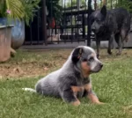 Blue Cattle Dog Pups for sale