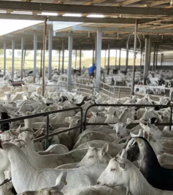 Goat Farm requires Dairyhand