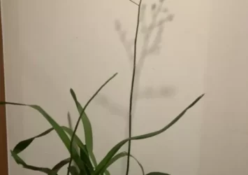 Orchid dancing lady