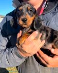 Mini Dachshund Pups