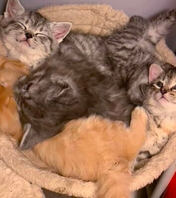 Turkish Angora Kittens
