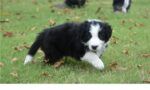 Best Border Collie pups for sale near me - Waterways