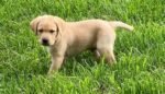 Best Impress Labrador Retriever puppies for sale near me - 116 Holt Street Pinkenba QLD 4008