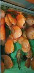 Wholesale discus fish for sale direct to public