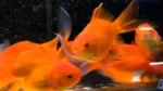 Gold Fish Large for Ponds and Aquariums SALE - Melbourne Tropical Fish