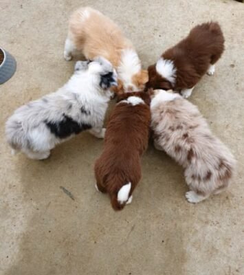 Pure-bred long haired border collie puppies