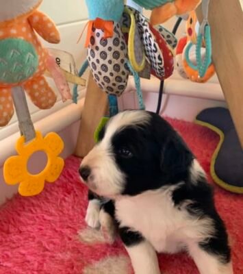 Pure Bred Border Collie Puppies (Registered/Papered)