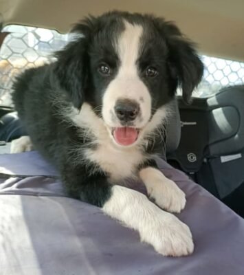 Heavily Reduced Price _ Pure Breed Border Collie Pups.