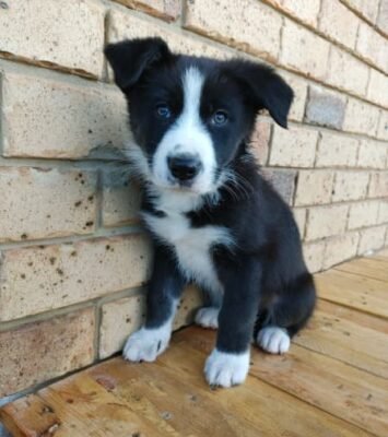 Only two Border Collie puppies left!