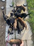 Purebred Labrador puppies