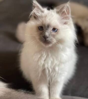 Purebred Ragdoll Kittens available now from registered breeder