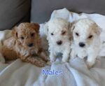 Gorgeous Purebred Toy Poodle Puppies.