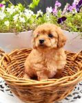 POOCHIE - Small unique breed of puppy