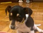 Maltese x Jack Russell male puppies