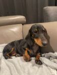 Last mini dachshund puppy male