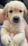 Golden Retriever pedigree puppy