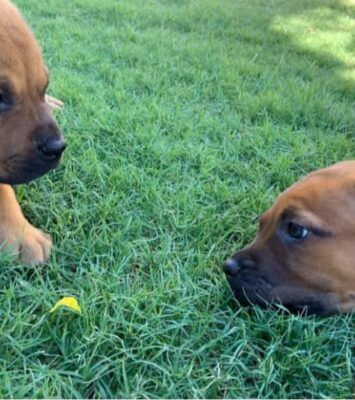 Mastiff puppies
