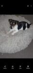 URGENT SALE Female jack Russell