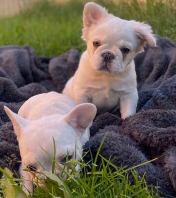 Fluffy and Short Hair French Bulldog Puppies
