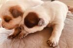 Best Australian Cattle Dog Puppies near me - Braeside